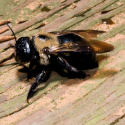 carpenter-bee-ecotech-pest-control