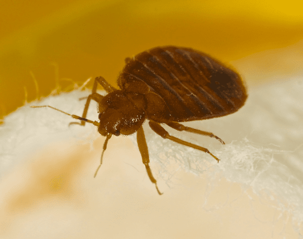 Bed Bug EcoTech Pest Control