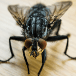 Flies EcoTech Pest Control