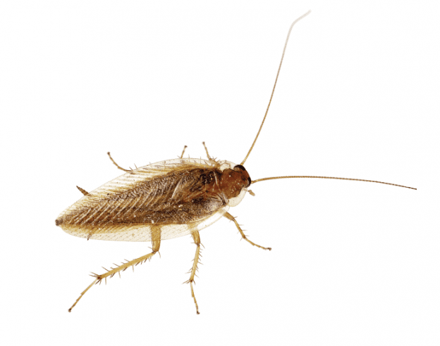 German Cockroach EcoTech Pest Control
