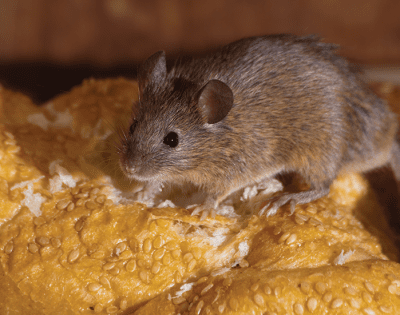 House Mouse EcoTech Pest Control