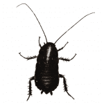 Oriental Cockroach EcoTech Pest Control