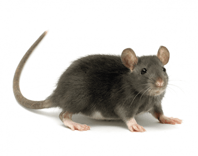 Rats EcoTech Pest Control Long Island