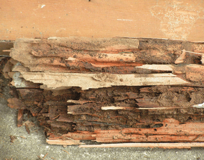 Termite Damage EcoTech Pest Control