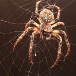 Spider - EcoTech Pest Control