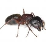 close up view of Ant