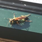wasps hornets long island pest control