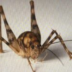 Cricket Pest Control